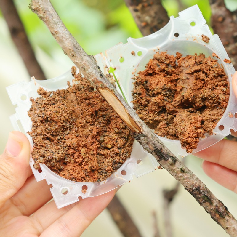 Reusable Plant Rooting Ball Gr - Plant Parent review and price