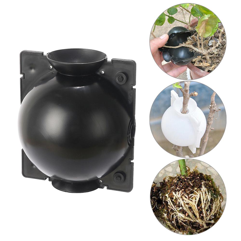 Plant High-Pressure Breeding B - Plant Parent review and price