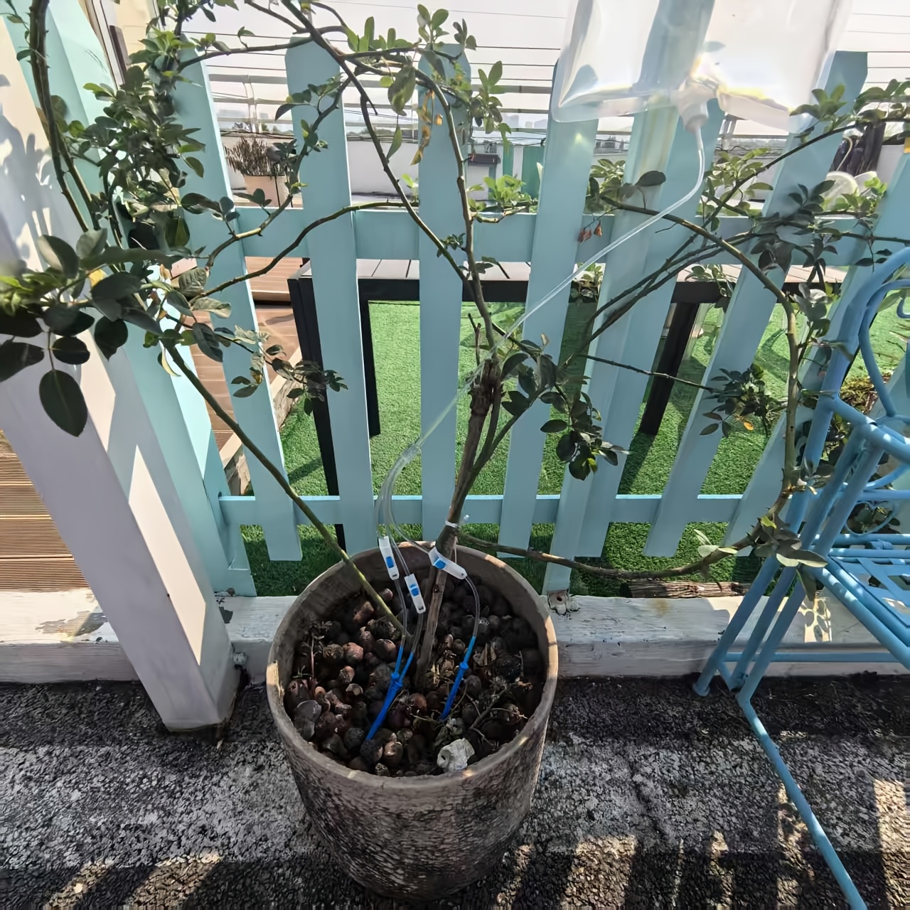 Automatic Watering Dripper,Adj - Plant Parent Kit review and price