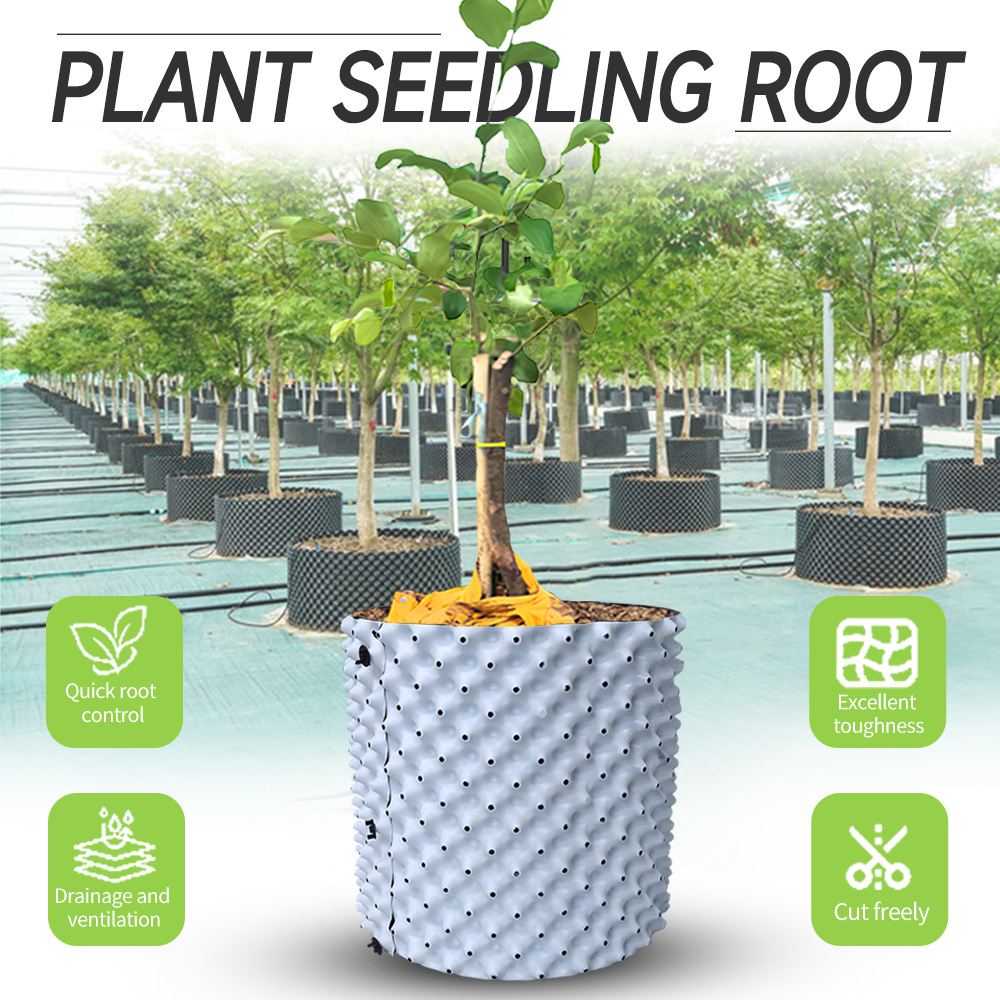 Thickened Enlarged Dual Color  - Plant Parent review and price