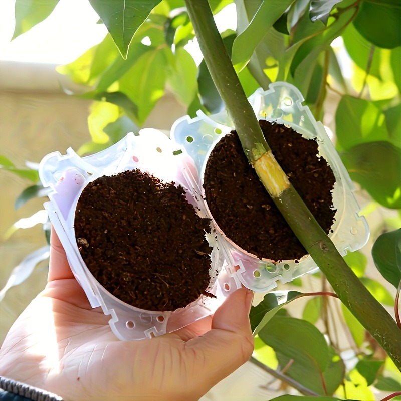 10pcs Plant Propagation Box Se - Plant Parent review and price